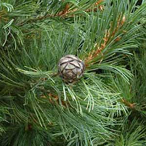 Swiss Stone Pine